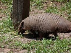 Euphractus sexcinctus