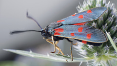 Zygaena centaureae