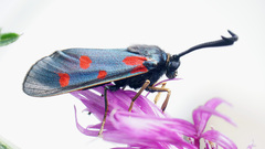 Zygaena centaureae