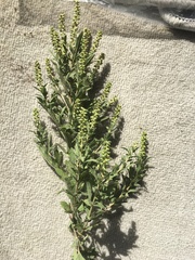 Ambrosia psilostachya