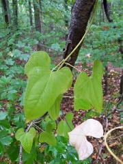 Dioscorea polystachya