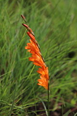 Tritonia disticha