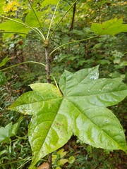 Kalopanax septemlobus