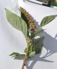 Amaranthus