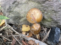Leratiomyces squamosus