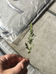 Ambrosia psilostachya