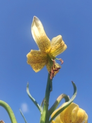 Lilium pyrenaicum