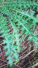 Cirsium palustre