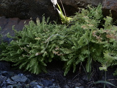 Adiantum aleuticum aleuticum