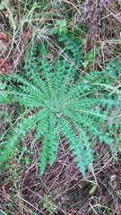 Cirsium palustre