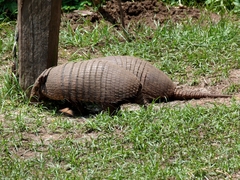 Euphractus sexcinctus