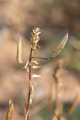 Polanisia dodecandra