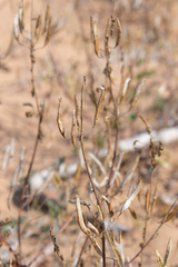 Polanisia dodecandra