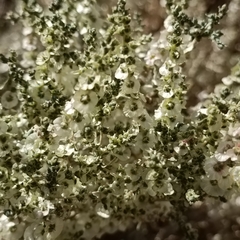 Salsoloideae