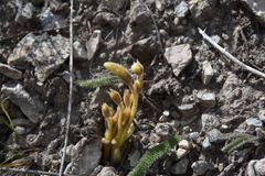 Aphyllon fasciculatum