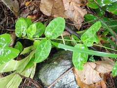 Vincetoxicum hirsutum