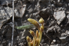 Aphyllon fasciculatum