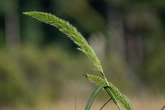Setaria magna