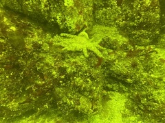 Pycnopodia helianthoides