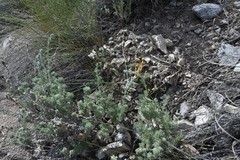 Aphyllon fasciculatum