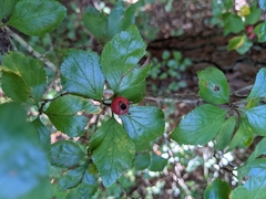 Crataegus uniflora