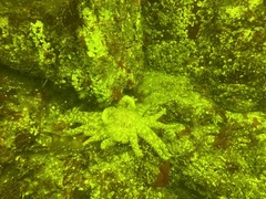 Pycnopodia helianthoides