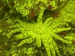 Pycnopodia helianthoides