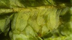 Homalia trichomanoides