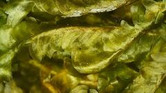 Homalia trichomanoides