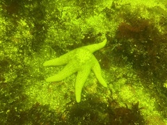 Pisaster brevispinus