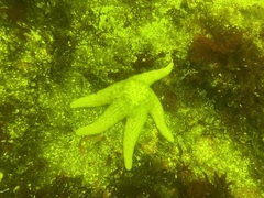 Pisaster brevispinus