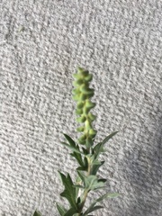 Ambrosia psilostachya