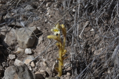 Aphyllon fasciculatum