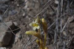Aphyllon fasciculatum
