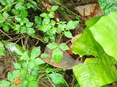 Eleutherococcus trifoliatus