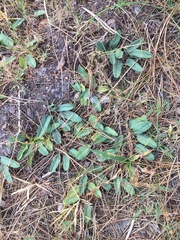 Euphorbia tuberosa