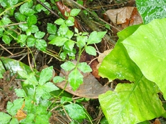 Eleutherococcus trifoliatus