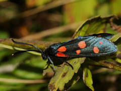 Zygaena ephialtes