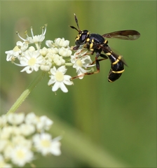 Sphiximorpha garibaldii