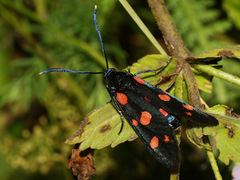 Zygaena ephialtes