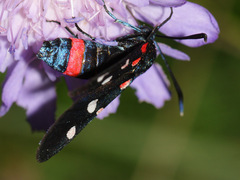 Zygaena ephialtes