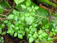 Eleutherococcus trifoliatus