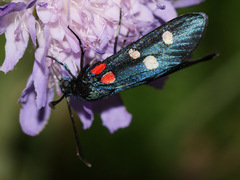 Zygaena ephialtes