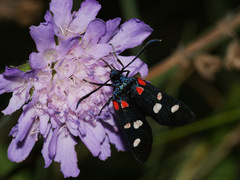 Zygaena ephialtes