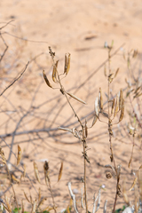 Polanisia dodecandra