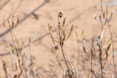 Polanisia dodecandra