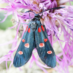 Zygaena ephialtes
