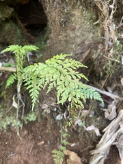Asplenium insiticium