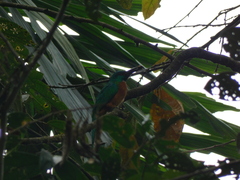 Jacamerops aureus