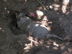 Euphractus sexcinctus